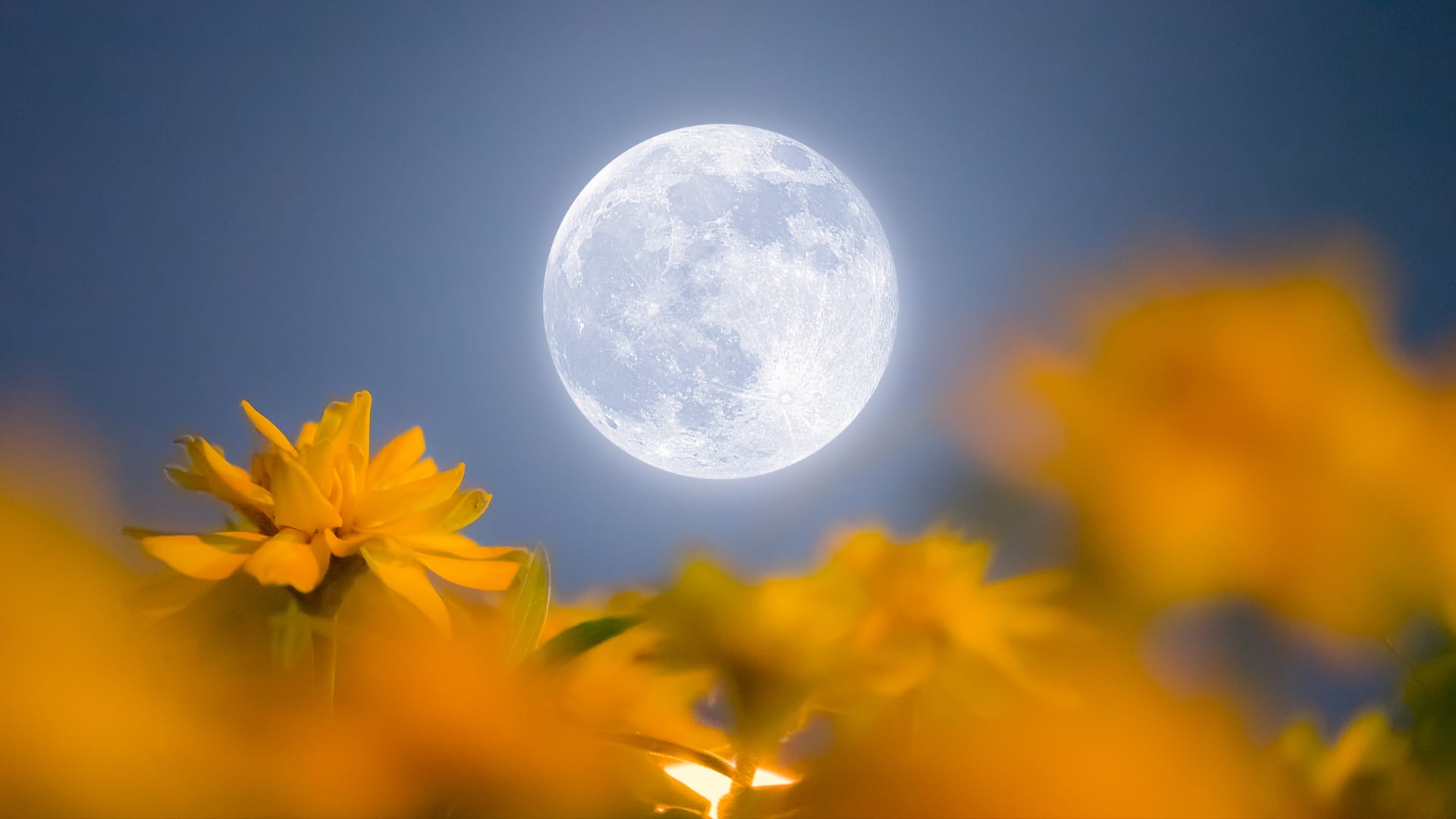 luna dei fiori